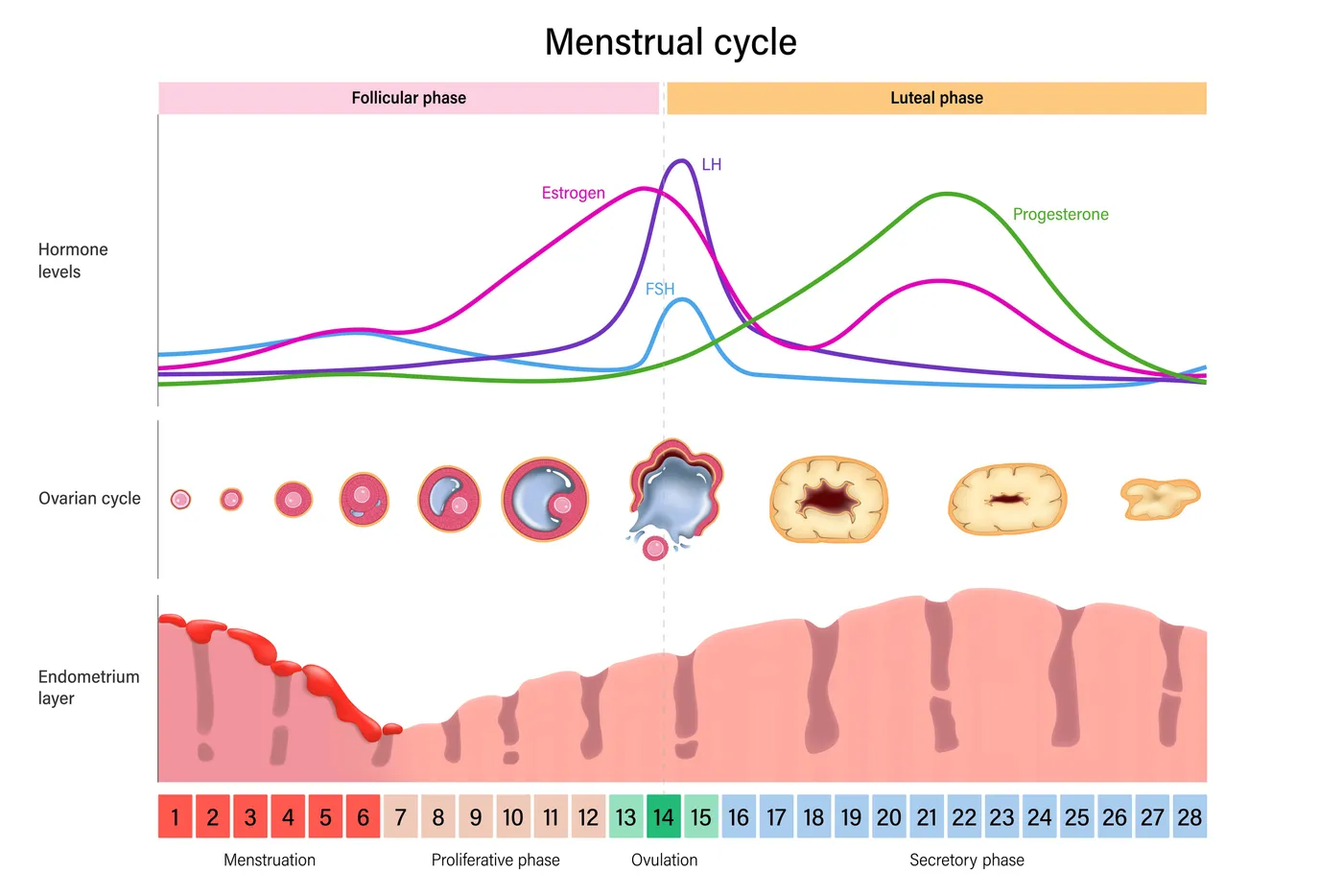 Diagram of the menstrual cycle showing hormone levels, the ovarian cycle, and the endometrium layer across the follicular and luteal phases